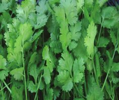 Fresh Coriander Leaves