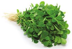 Fresh Fenugreek Leaves