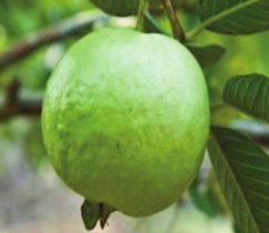 Fresh Guava