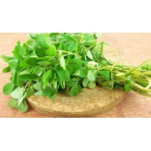 Fresh Natural Fenugreek Leaves