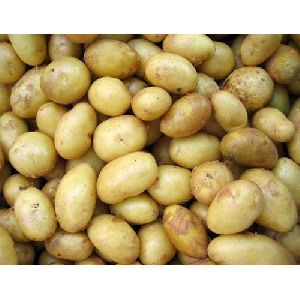 Fresh Natural Potato