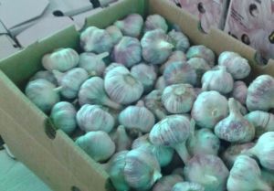 Fresh Garlic