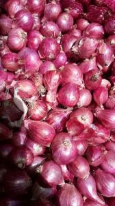 Fresh Onion