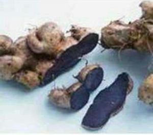 BLACK GINGER