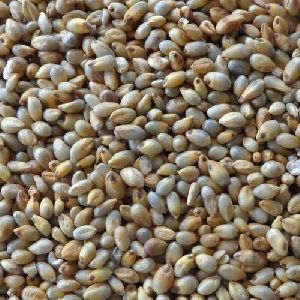 Pearl Millet (Bajra)