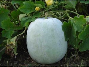 Fresh Ash Gourd