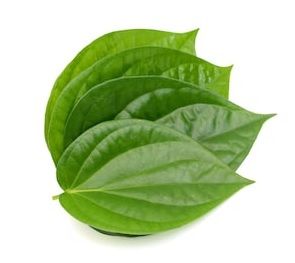 fresh betel leaf