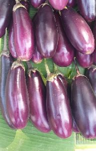 Fresh Brinjal