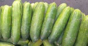 Fresh Cucumber