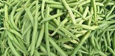 Fresh French Beans