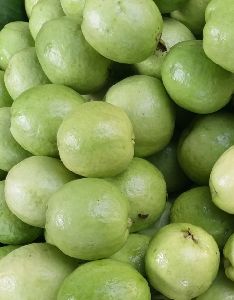 Fresh Guava