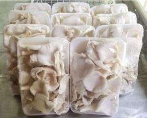 Fresh Oyster Mushroom