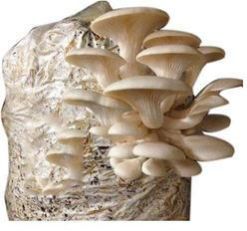 Natural Oyster Mushroom