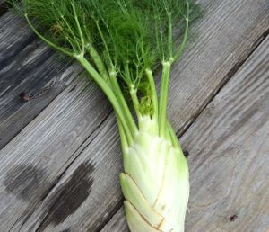 Fresh Foeniculum vulgare