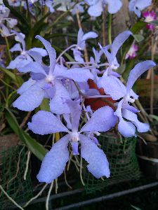 Vanda Coerulea Orchid Flower