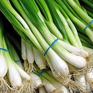 Fresh Green Spring Onion