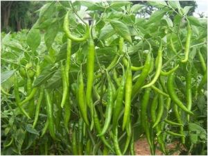 Fresh Hybrid Green Chilli