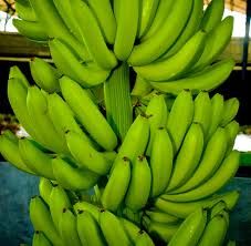 Fresh Organic Green Banana