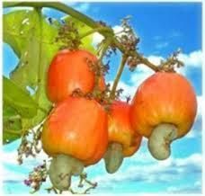 cashew fruit