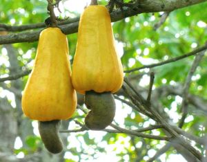 Fresh Cashew Nut Apple