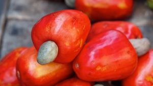 Organic Anacardium Occidentale