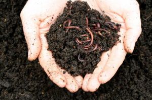 Organic Vermicompost Fertilizer