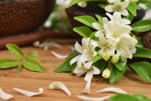 Fresh Jasmine Flower