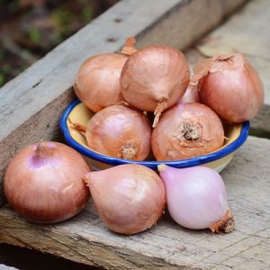 Shallot Onion