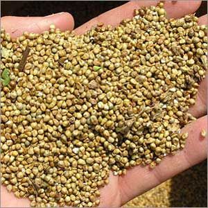 Natural Millet Seeds