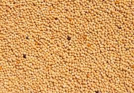 Organic Millet Seeds