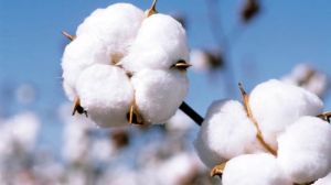 pure raw cotton