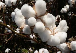 Virgin Raw Cotton