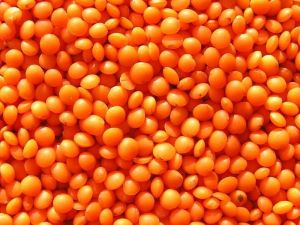 Whole Red Lentils