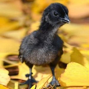 Black Kadaknath Chicks