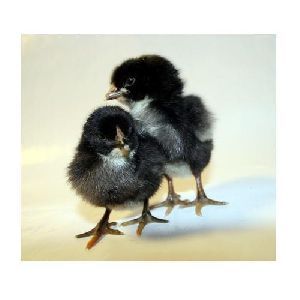 Kadaknath Newborn Chicks
