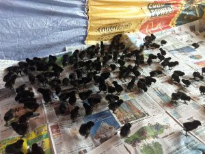 Kadaknath Poultry Chicks