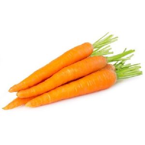 Fresh Carrot