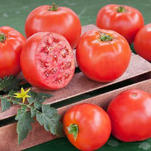 Indian Red Tomato