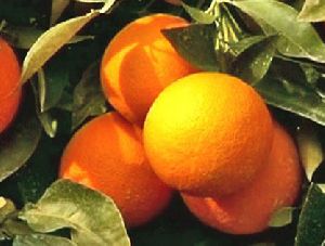Natural Sweet Orange