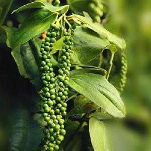 Black Pepper Plant