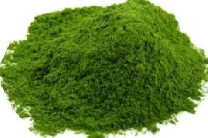 Dehydrated Coriander Powder