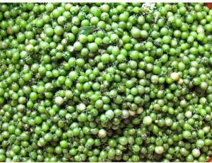 Green Coriander Seeds