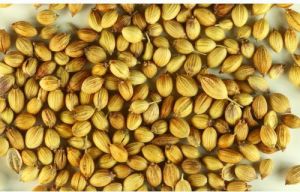 Organic Coriander Seeds