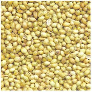 pure coriander seeds