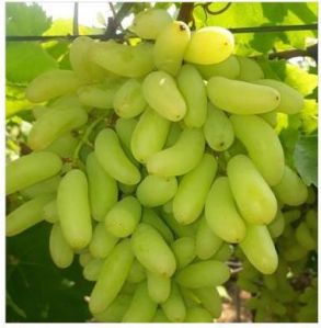 Fresh Indian Grapes