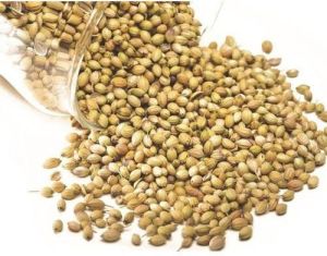 High Quality Coriander Seeds