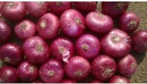 indian fresh red onion