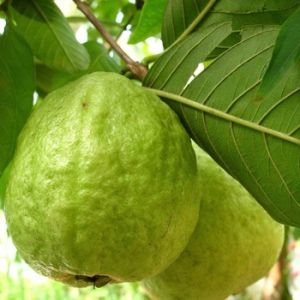 natural guava