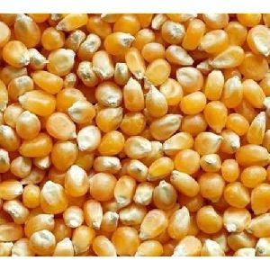 natural maize seeds