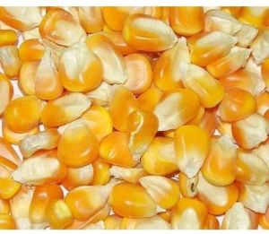 Organic Maize Seeds